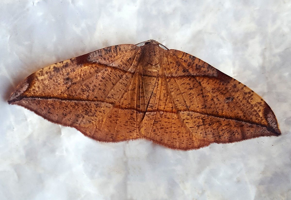 Crescent Tip Geometer