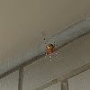 Marbled Orb Weaver