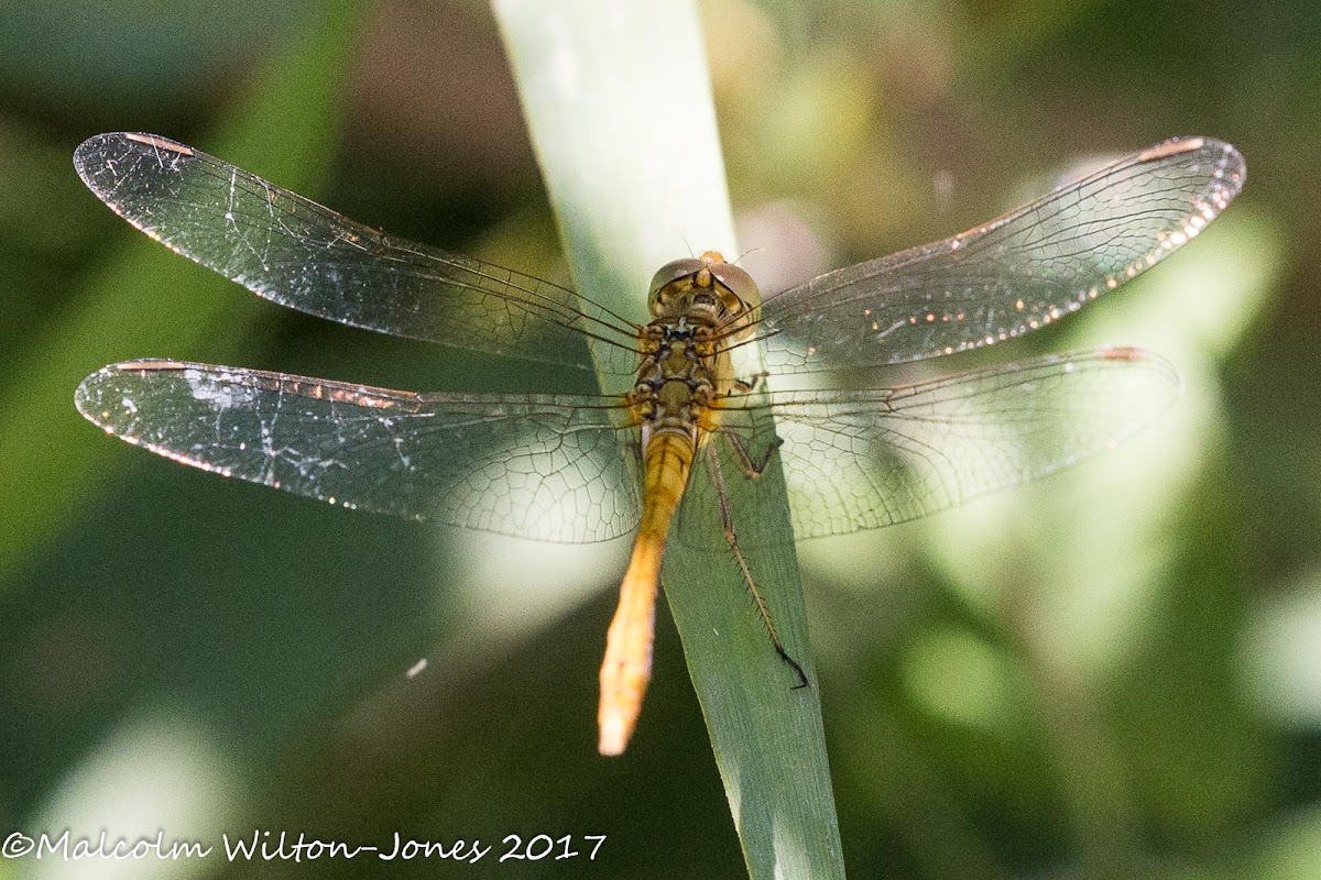 Common Darter