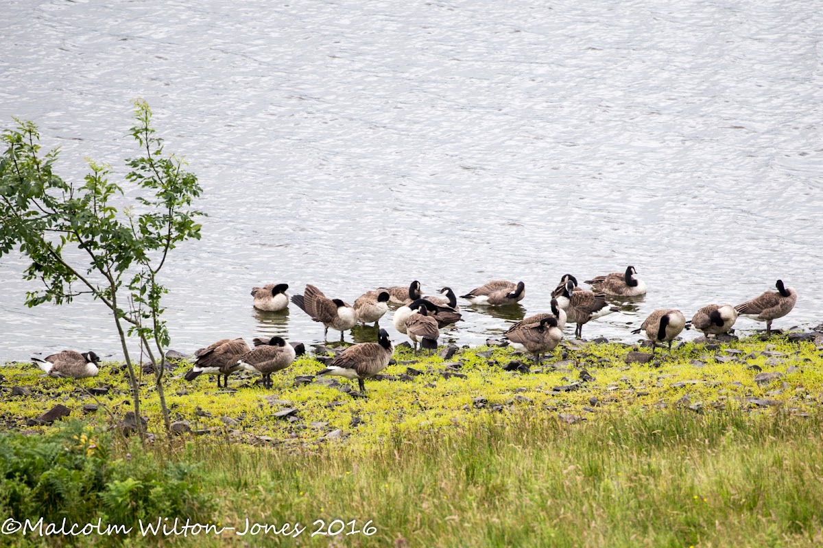 Canada Goose