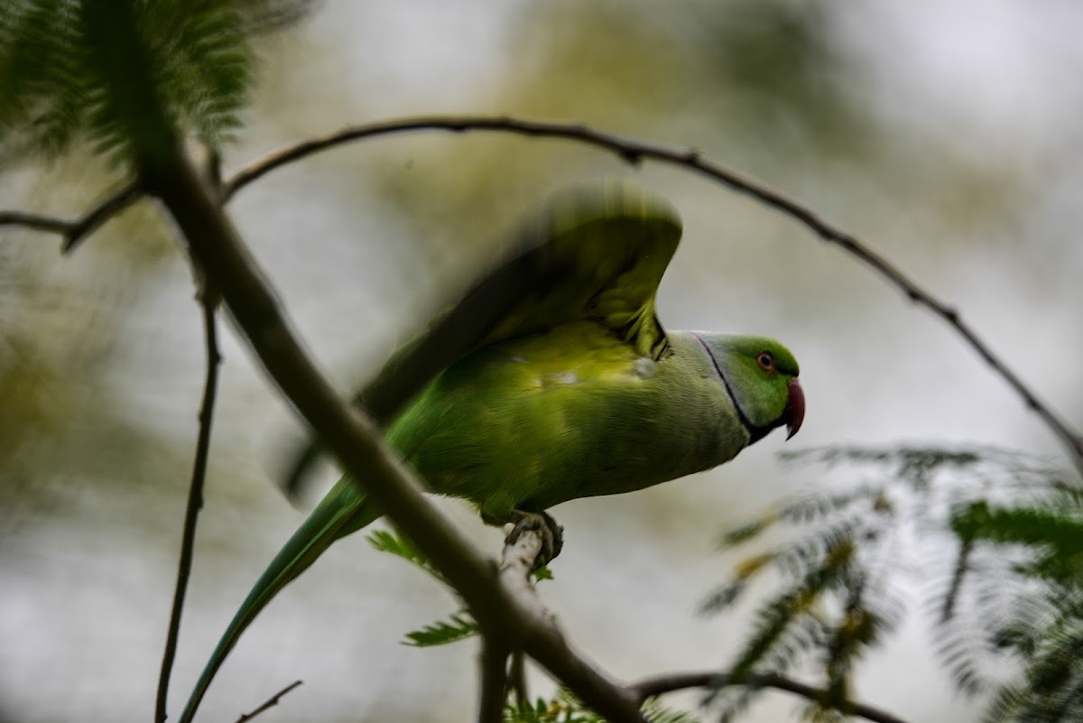 Rose Ringed Parakeet