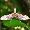 Window-Winged Moth