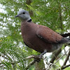 Red Turtle Dove