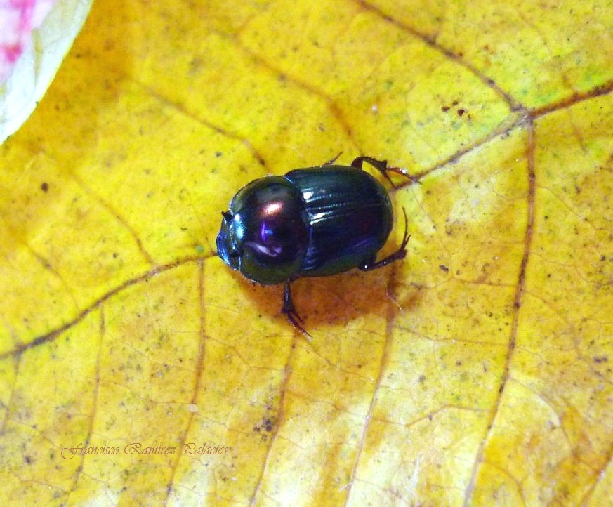 Ontophagus Beetle