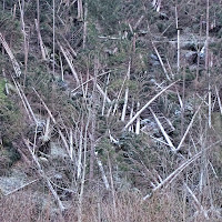 Bosco distrutto dalla tempesta Vaia di lenuccia4