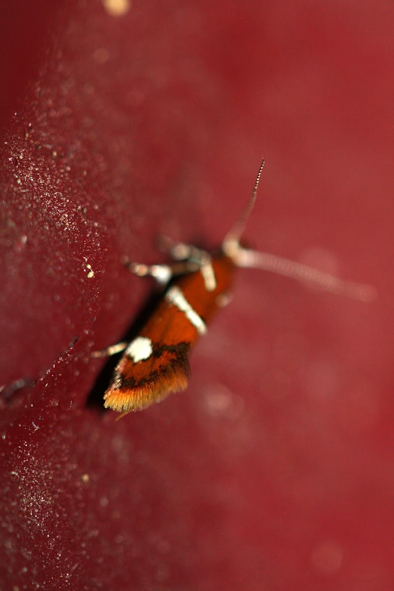 Suzuki's promolactis moth