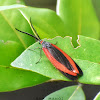 Burnet Moth / Day-flying Moth