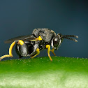 Parasitic wasp