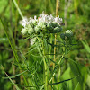 Slender Mountain-mint