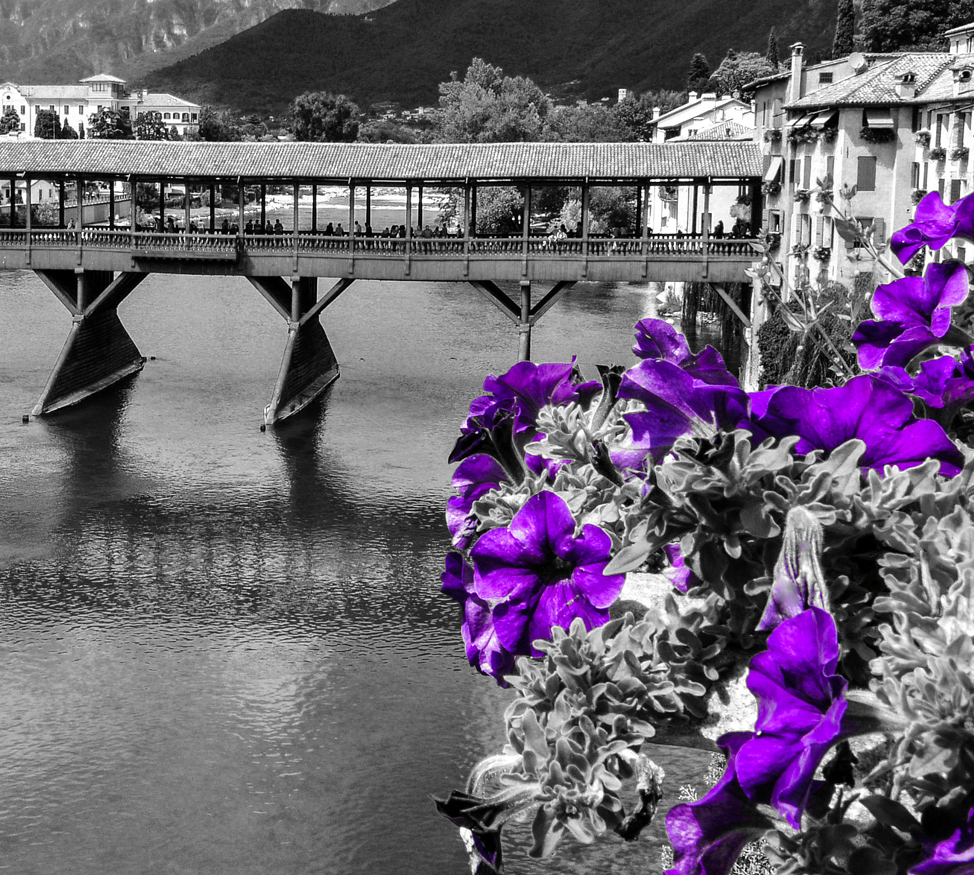 Fiori per Bassano di Diana Cimino Cocco