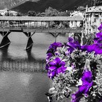 Fiori per Bassano di 