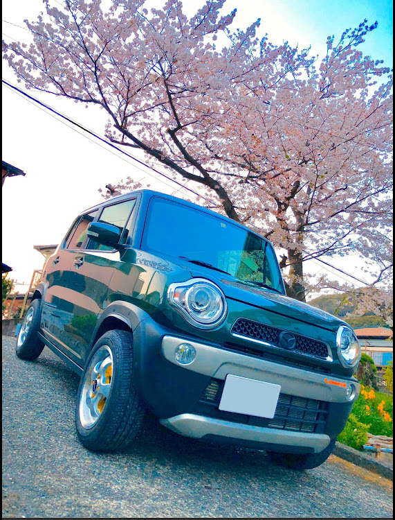 フレアクロスオーバーの一眼レフ・満開・桜と愛車・駐車場だもんで、車桜だらけ・昨年のに関するカスタム事例の投稿画像1枚目