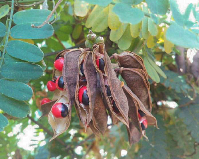 Rosary Pea