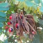 Rosary Pea