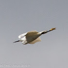 Little Egret