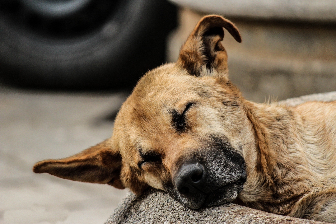 Vita da cani di SamueleSchiro