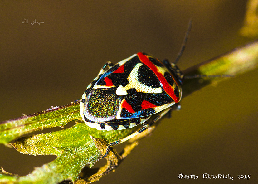 Shield Bug