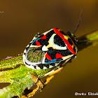 Shield Bug