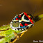 Shield Bug