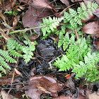 Brittle Bladderfern