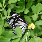 White Tiger