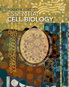 Essential Cell Biology  - 4th Edition Edition by Alberts, Bruce; Bray, Dennis; Hopkin, Karen; Johnson, Alexander D; Lewis, Julian; Raff, Martin; Roberts, Keith; Walter, Peter