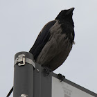 Hooded crow