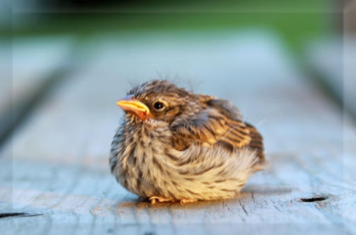 Cute Baby Birds Wallpapers