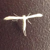 White Plume Moth