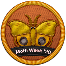 Moth Week 2020