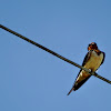 Barn Swallow