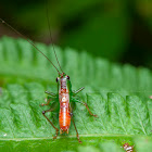 Plant hopper