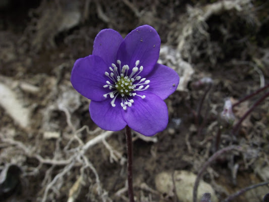 L'eleganza della natura di vl