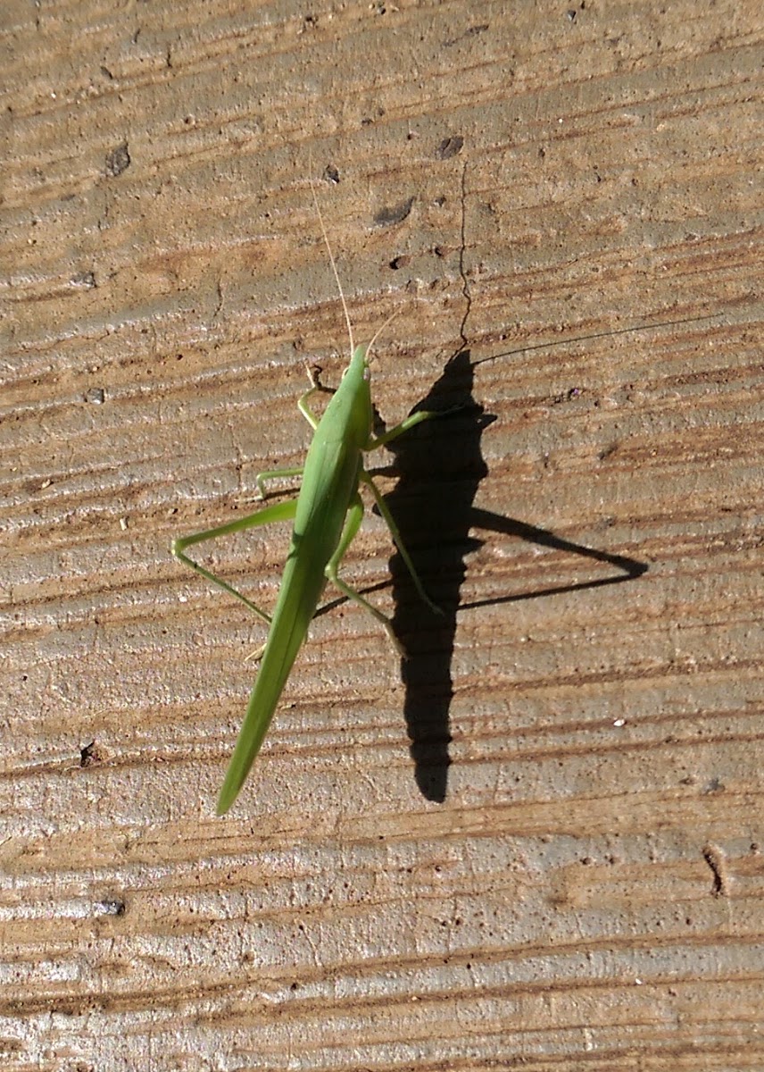 unidentified katydid