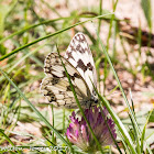 Iberian Marbled White