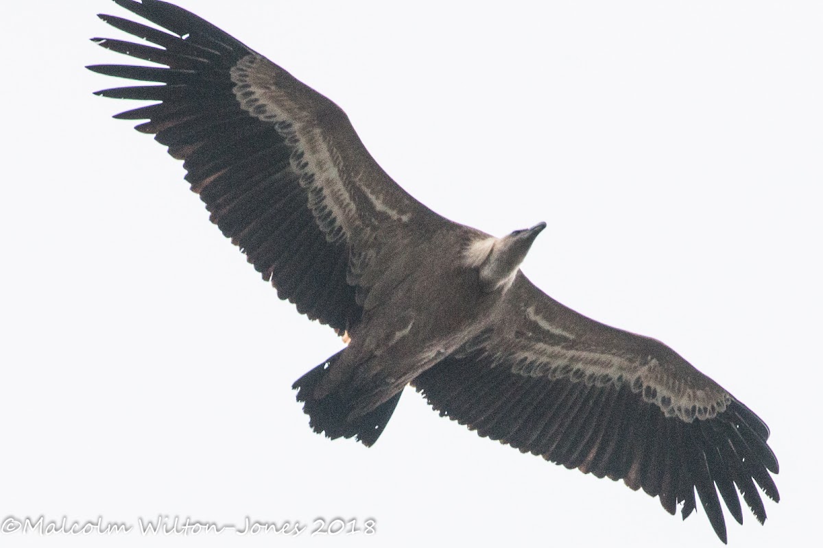 Griffon Vulture; Buitre Leonado