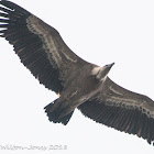 Griffon Vulture; Buitre Leonado