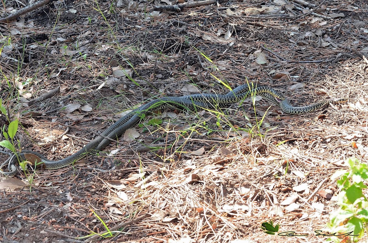 green whip snake