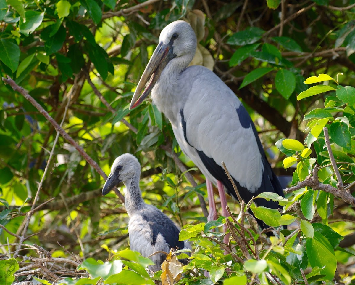 Asian Open Billed Stork and baby