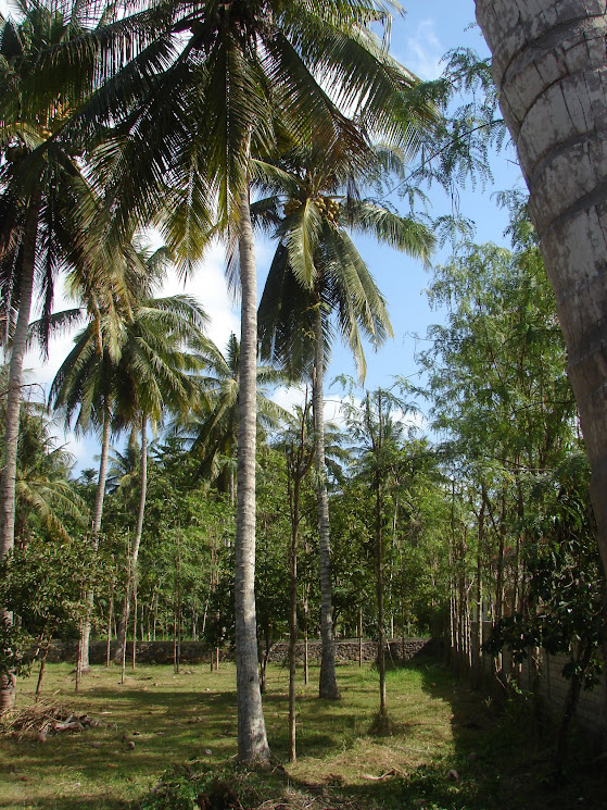 lombok