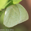 Mottled Emigrant