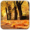 Autumn Trees Chrome extension download