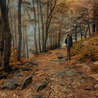 nuovi colori nel bosco di 