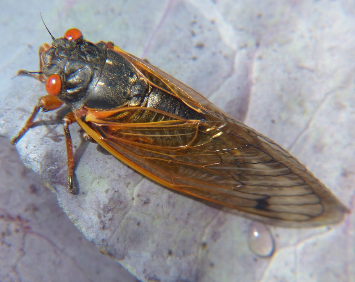 Periodic Cicada