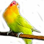 Cover Image of Download Masteran suara burung Lovebird 1.0 APK