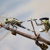 Slender Skimmer