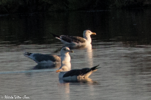 Lesser Black-backed Gull; Gaviota Sombría