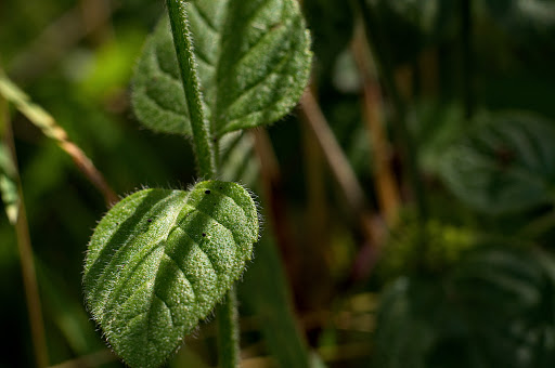 Mentha aquatica