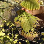 Hoja de Arbol