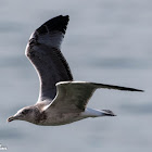 Yellow-legged Gull